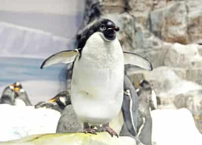 アデリーペンギン